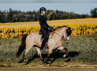 Islandpferd, Stute, 6 Jahre, 139 cm, Buckskin