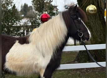 Islandpferd, Stute, 6 Jahre, 139 cm, Schecke