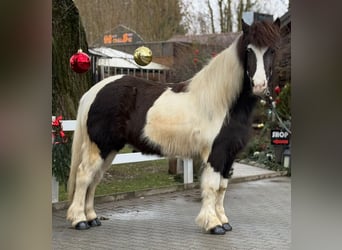 Islandpferd, Stute, 6 Jahre, 139 cm, Schecke