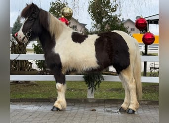 Islandpferd, Stute, 6 Jahre, 139 cm, Schecke