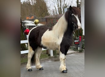 Islandpferd, Stute, 6 Jahre, 139 cm, Schecke