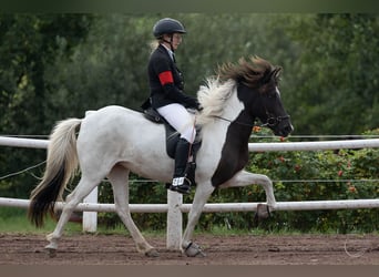 Islandpferd, Stute, 6 Jahre, 139 cm, Schecke