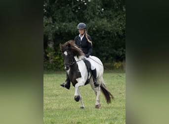 Islandpferd, Stute, 6 Jahre, 139 cm, Schecke