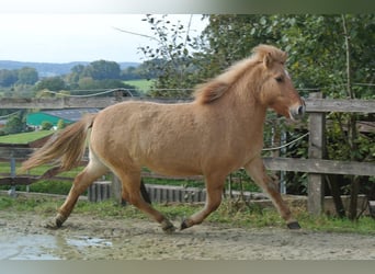 Islandpferd, Stute, 6 Jahre, 140 cm, Falbe