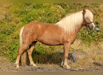Islandpferd, Stute, 6 Jahre, 140 cm, Fuchs