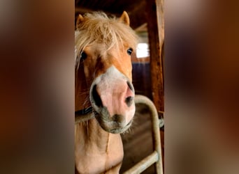 Islandpferd, Stute, 6 Jahre, 140 cm, Palomino