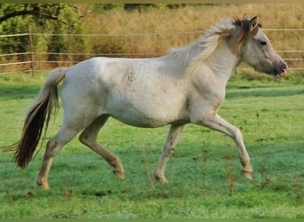 Islandpferd, Stute, 6 Jahre, 140 cm, Schecke