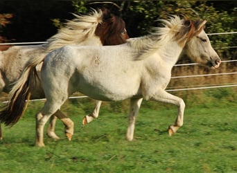 Islandpferd, Stute, 6 Jahre, 140 cm, Schecke