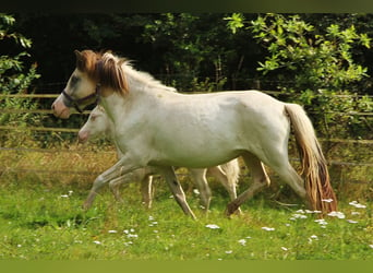 Islandpferd, Stute, 6 Jahre, 140 cm, Schecke