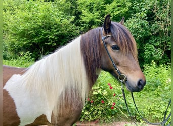 Islandpferd, Stute, 6 Jahre, 140 cm, Schecke