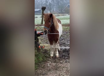 Islandpferd, Stute, 6 Jahre, 140 cm, Schecke