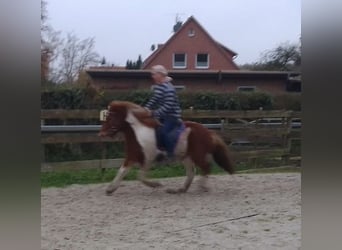 Islandpferd, Stute, 6 Jahre, 140 cm, Schecke