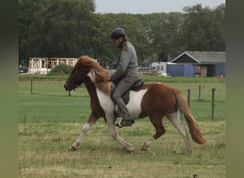 Islandpferd, Stute, 6 Jahre, 140 cm, Schecke
