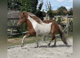 Islandpferd, Stute, 6 Jahre, 140 cm, Schecke