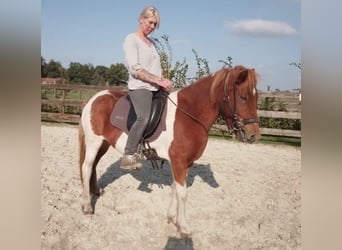 Islandpferd, Stute, 6 Jahre, 140 cm, Schecke