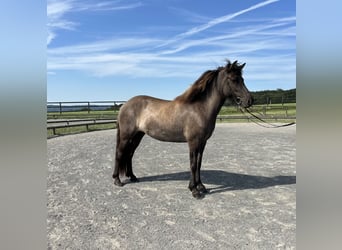 Islandpferd, Stute, 6 Jahre, 141 cm