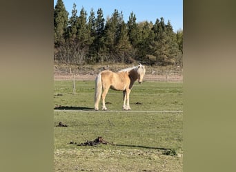 Islandpferd, Stute, 6 Jahre, 141 cm, Palomino