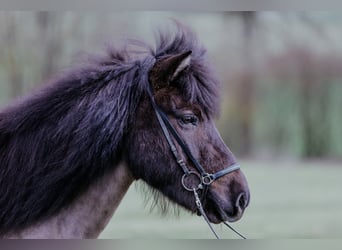Islandpferd, Stute, 6 Jahre, 141 cm, Rappe
