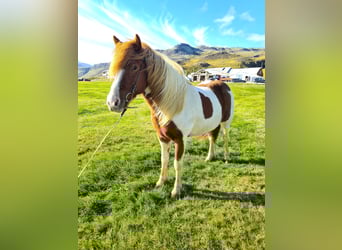 Islandpferd, Stute, 6 Jahre, 141 cm, Schecke