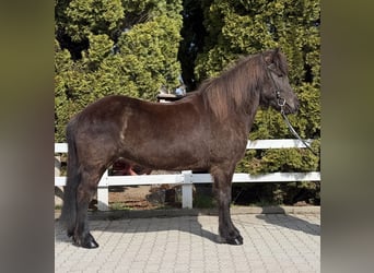 Islandpferd, Stute, 6 Jahre, 142 cm, Rappe