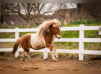 Islandpferd, Stute, 6 Jahre, 142 cm, Schecke