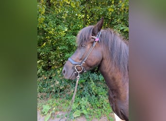 Islandpferd, Stute, 6 Jahre, 143 cm, Schecke