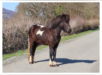 Islandpferd, Stute, 6 Jahre, 143 cm, Schecke