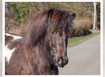 Islandpferd, Stute, 6 Jahre, 143 cm, Schecke