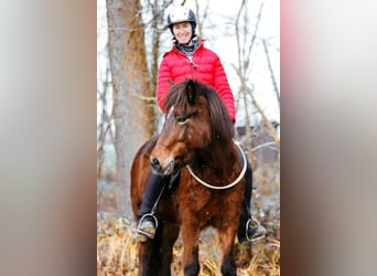 Islandpferd, Stute, 6 Jahre, 144 cm, Brauner