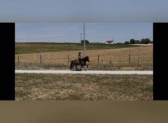 Islandpferd, Stute, 6 Jahre, 144 cm, Rappe
