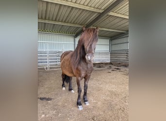 Islandpferd, Stute, 6 Jahre, 144 cm, Rappe