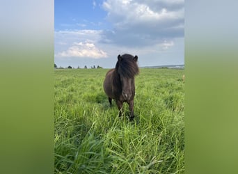 Islandpferd, Stute, 6 Jahre, 144 cm, Rappe