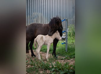 Islandpferd, Stute, 6 Jahre, 144 cm, Rappe