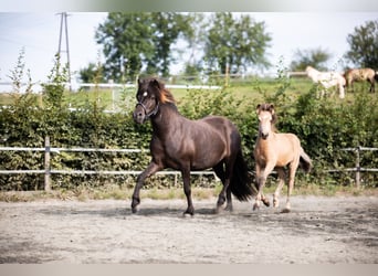 Islandpferd, Stute, 6 Jahre, 144 cm, Rappe