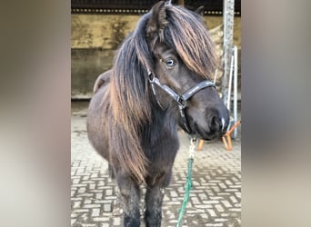 Islandpferd, Stute, 6 Jahre, 144 cm, Rappe