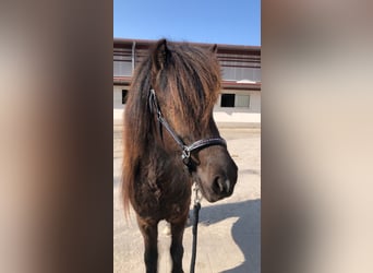 Islandpferd, Stute, 6 Jahre, 144 cm, Rappe
