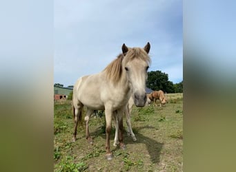 Islandpferd, Stute, 6 Jahre, 144 cm