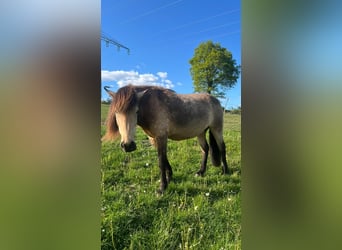 Islandpferd, Stute, 6 Jahre, 144 cm