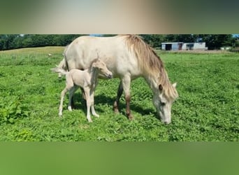 Islandpferd, Stute, 6 Jahre, 144 cm