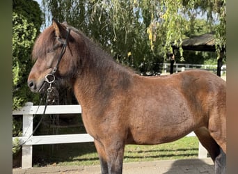 Islandpferd, Stute, 6 Jahre, 145 cm, Brauner
