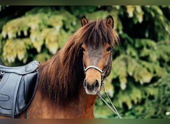 Islandpferd, Stute, 6 Jahre, 145 cm, Brauner