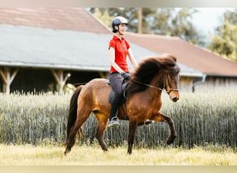 Islandpferd, Stute, 6 Jahre, 145 cm, Brauner