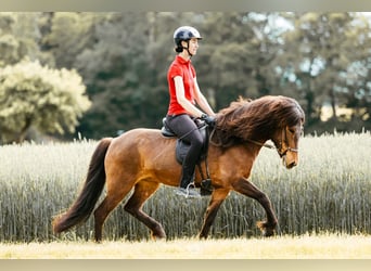 Islandpferd, Stute, 6 Jahre, 145 cm, Brauner