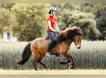 Islandpferd, Stute, 6 Jahre, 145 cm, Brauner