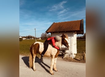 Islandpferd, Stute, 6 Jahre, 145 cm, Schecke