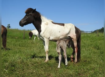 Islandpferd, Stute, 6 Jahre, 145 cm, Schecke