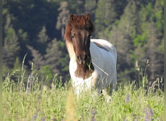 Islandpferd, Stute, 6 Jahre, 145 cm, Schecke