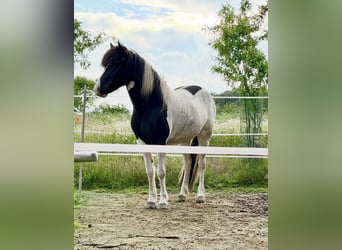 Islandpferd, Stute, 6 Jahre, 145 cm, Schecke