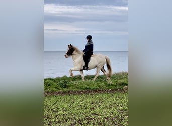 Islandpferd, Stute, 6 Jahre, 147 cm, Schecke