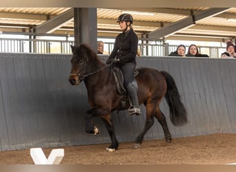 Islandpferd, Stute, 6 Jahre, Brauner